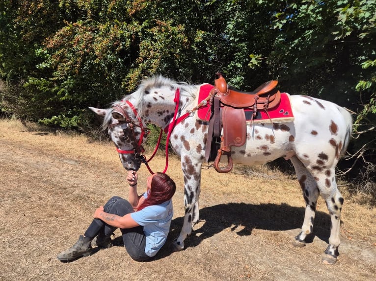 Appaloosa Mix Ruin 7 Jaar 157 cm Appaloosa in Linkenbach