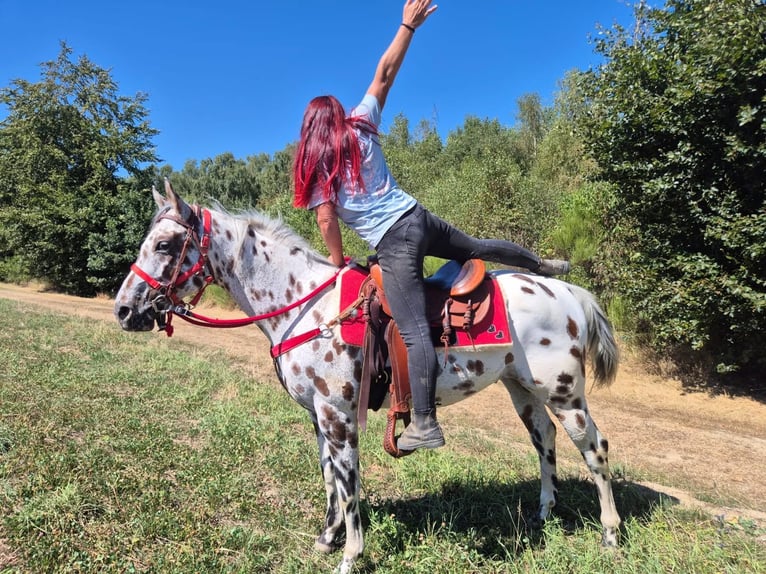 Appaloosa Mix Ruin 7 Jaar 157 cm Appaloosa in Linkenbach