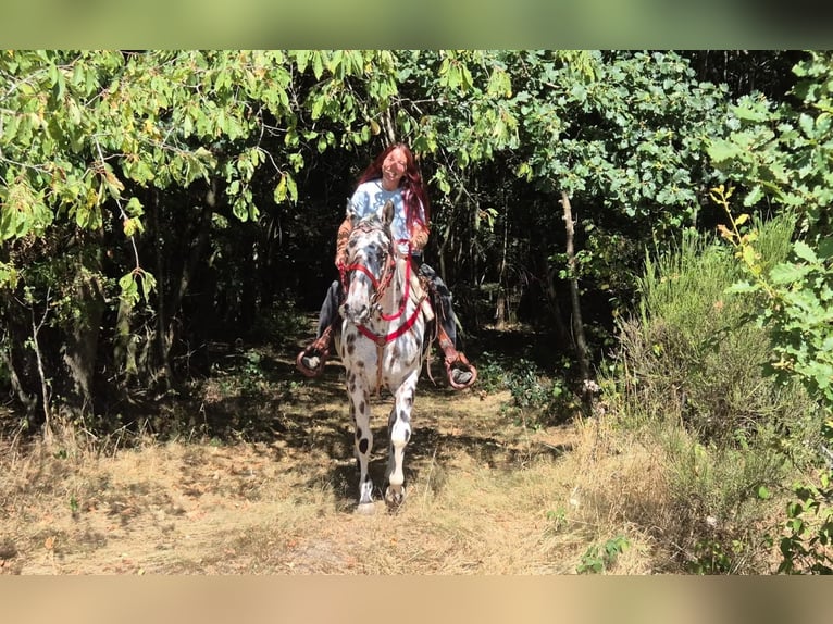 Appaloosa Mix Ruin 7 Jaar 157 cm Appaloosa in Linkenbach