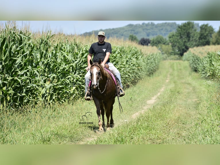 Appaloosa Ruin 7 Jaar 157 cm Roodbruin in Fredericksburg