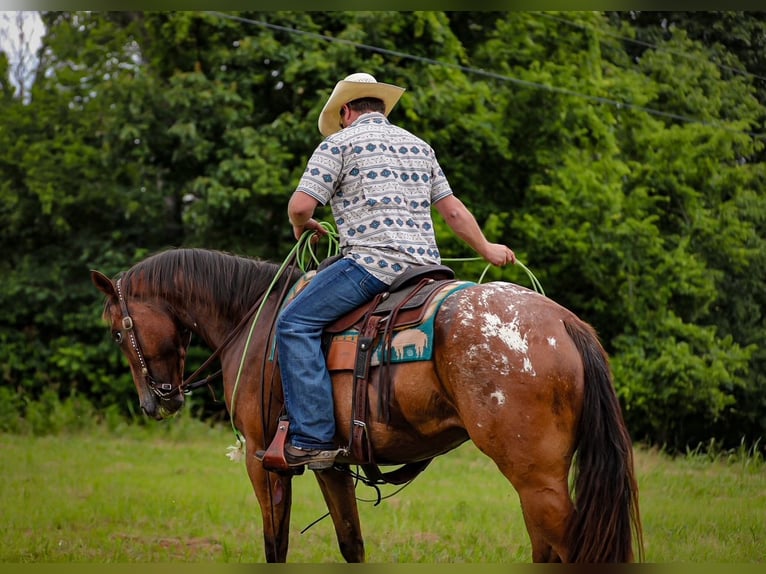Appaloosa Ruin 7 Jaar 160 cm Roodbruin in Santa Fe