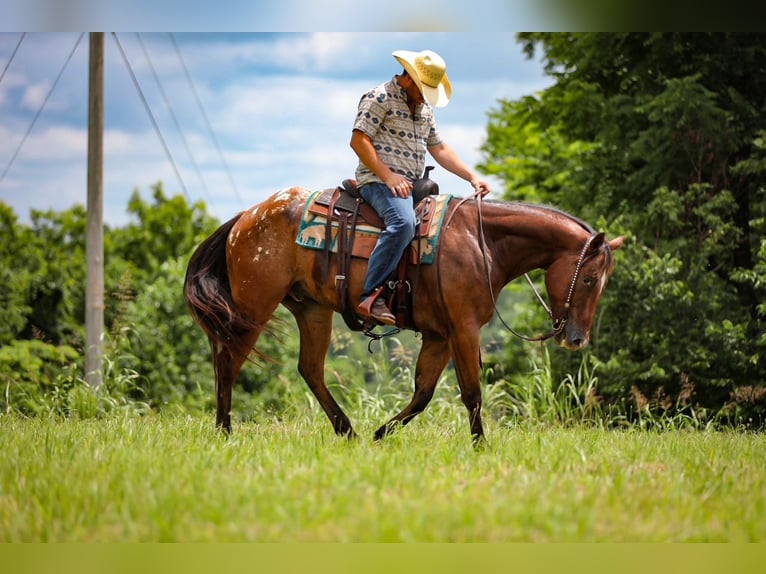 Appaloosa Ruin 7 Jaar 160 cm Roodbruin in Santa Fe