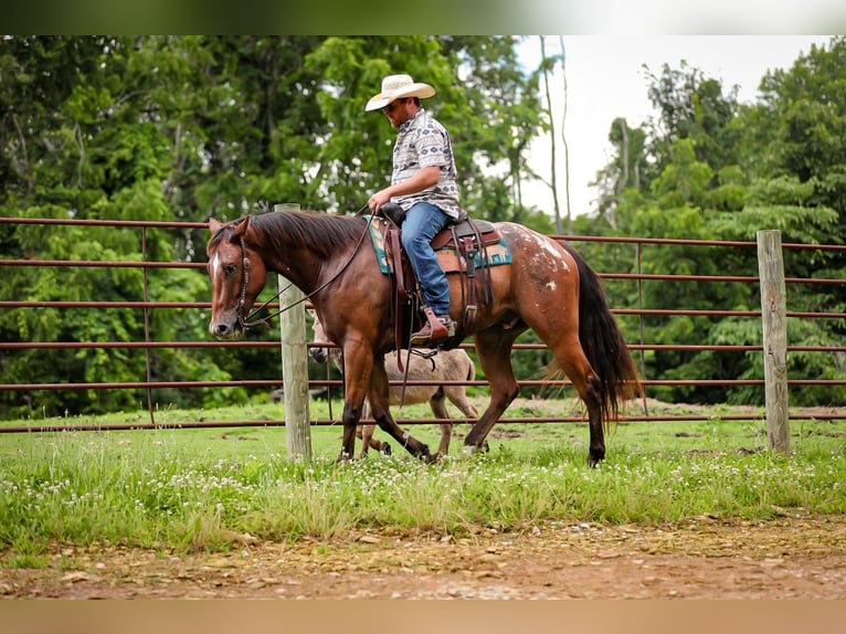 Appaloosa Ruin 7 Jaar 160 cm Roodbruin in Santa Fe