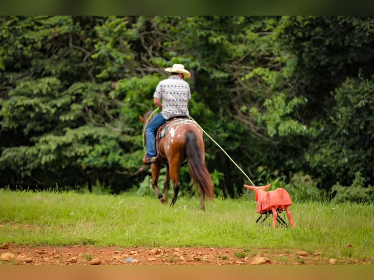 Appaloosa Ruin 7 Jaar 160 cm Roodbruin in Santa Fe