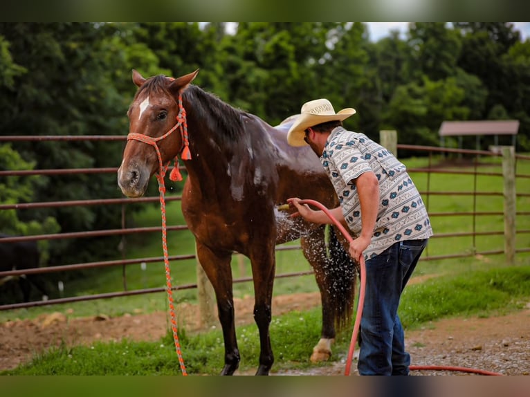 Appaloosa Ruin 7 Jaar 160 cm Roodbruin in Santa Fe