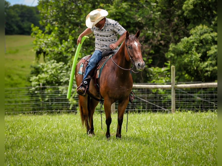 Appaloosa Ruin 7 Jaar 160 cm Roodbruin in Santa Fe