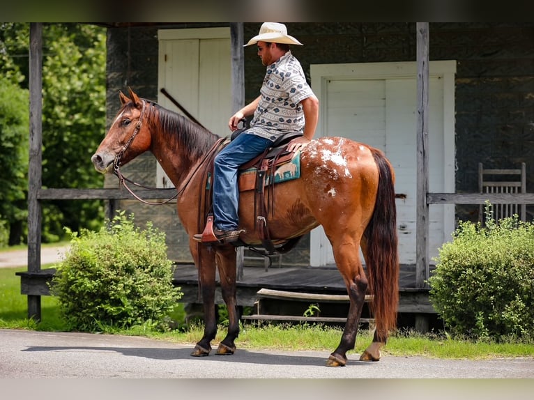 Appaloosa Ruin 7 Jaar 160 cm Roodbruin in Santa Fe