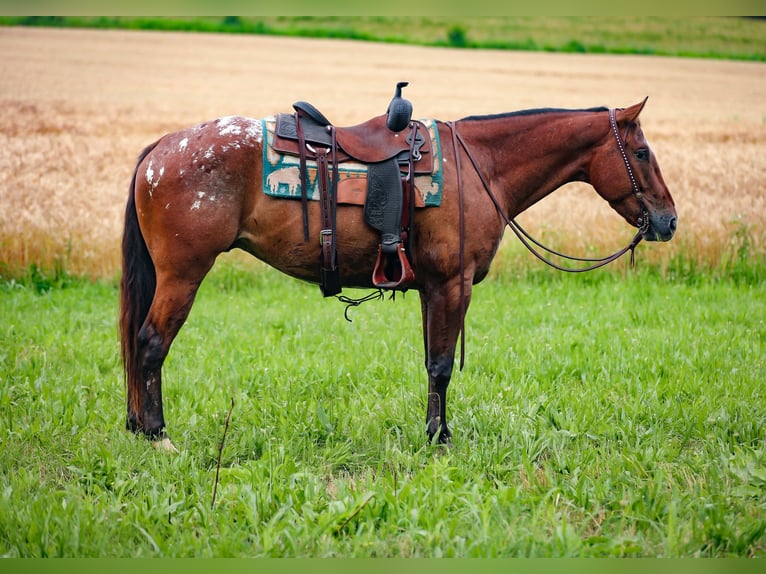 Appaloosa Ruin 7 Jaar 160 cm in Santa Fe, TN