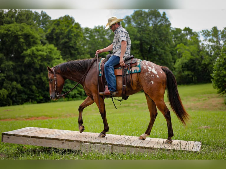 Appaloosa Ruin 7 Jaar 160 cm in Santa Fe, TN