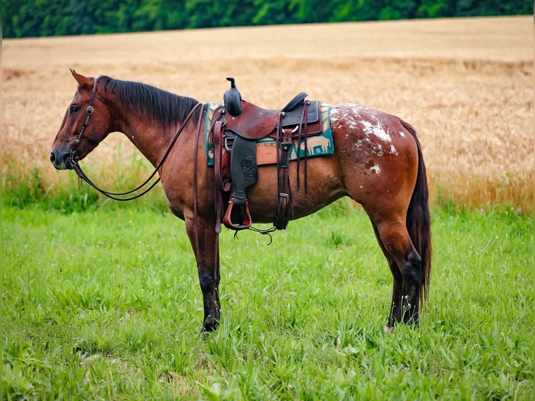 Appaloosa Ruin 7 Jaar 160 cm in Santa Fe, TN