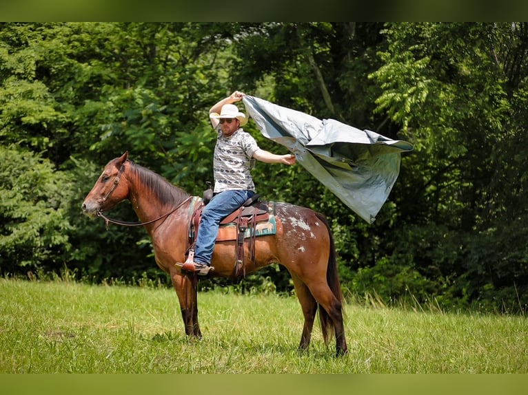Appaloosa Ruin 7 Jaar 160 cm in Santa Fe, TN