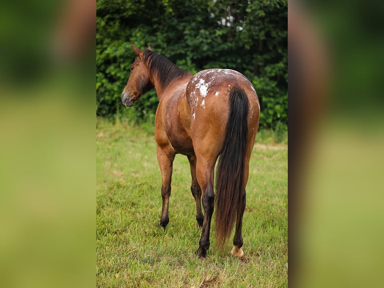 Appaloosa Ruin 7 Jaar 160 cm in Santa Fe, TN