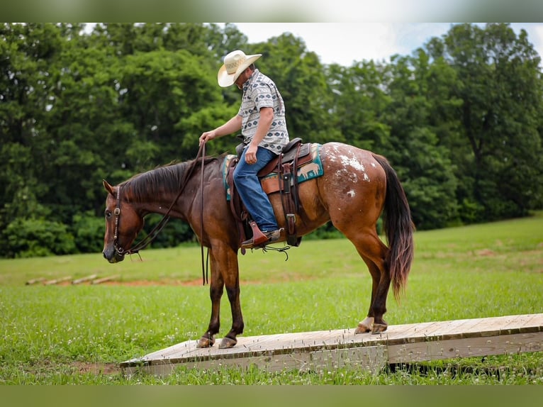 Appaloosa Ruin 7 Jaar 160 cm in Santa Fe, TN