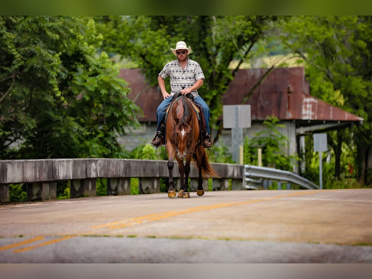 Appaloosa Ruin 7 Jaar 160 cm in Santa Fe, TN