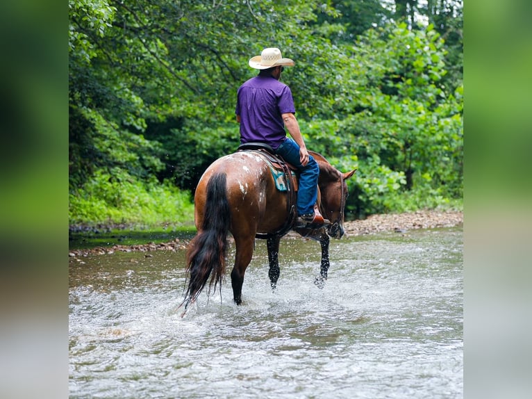 Appaloosa Ruin 7 Jaar 160 cm in Santa Fe, TN