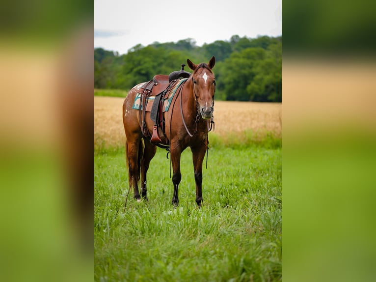 Appaloosa Ruin 7 Jaar 160 cm in Santa Fe, TN