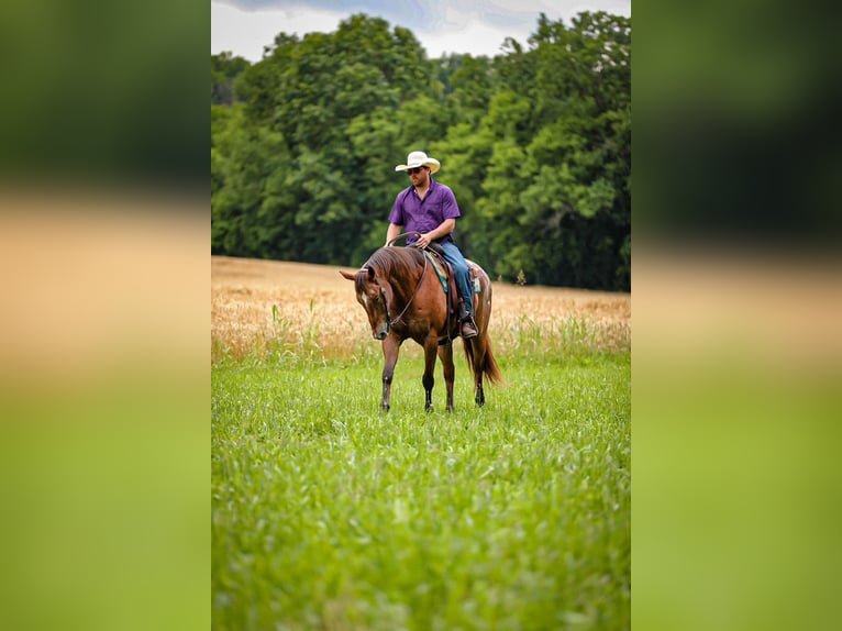 Appaloosa Ruin 7 Jaar 160 cm in Santa Fe, TN