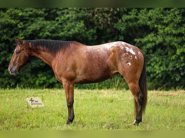 Appaloosa Ruin 7 Jaar 160 cm in Santa Fe, TN