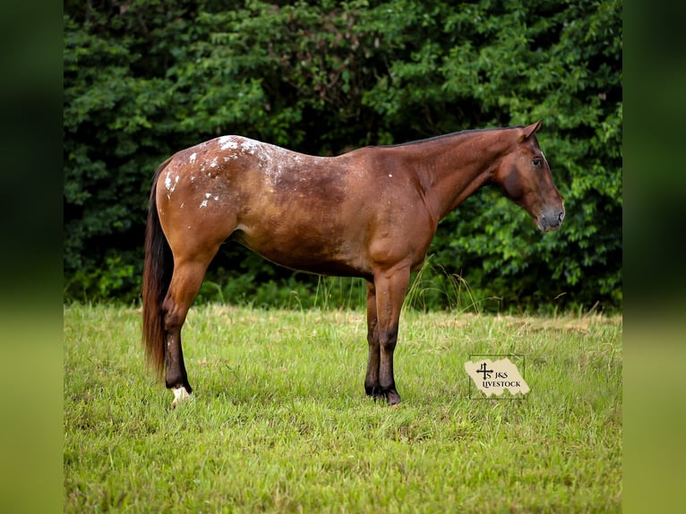 Appaloosa Ruin 7 Jaar 160 cm in Santa Fe, TN