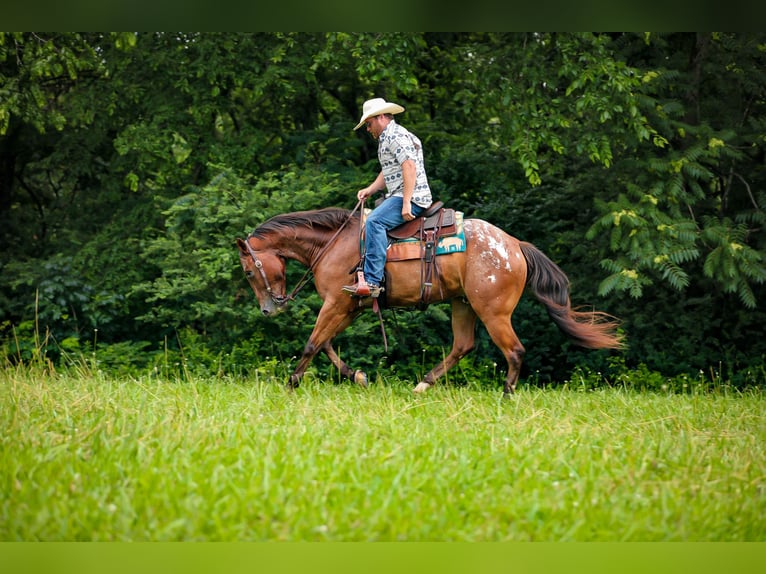Appaloosa Ruin 7 Jaar 160 cm in Santa Fe, TN