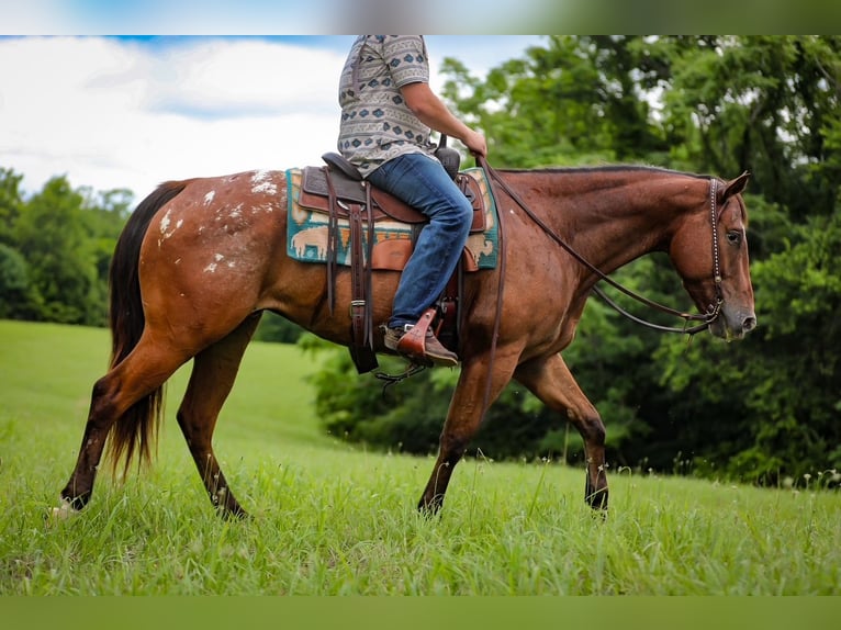 Appaloosa Ruin 7 Jaar 160 cm in Santa Fe, TN