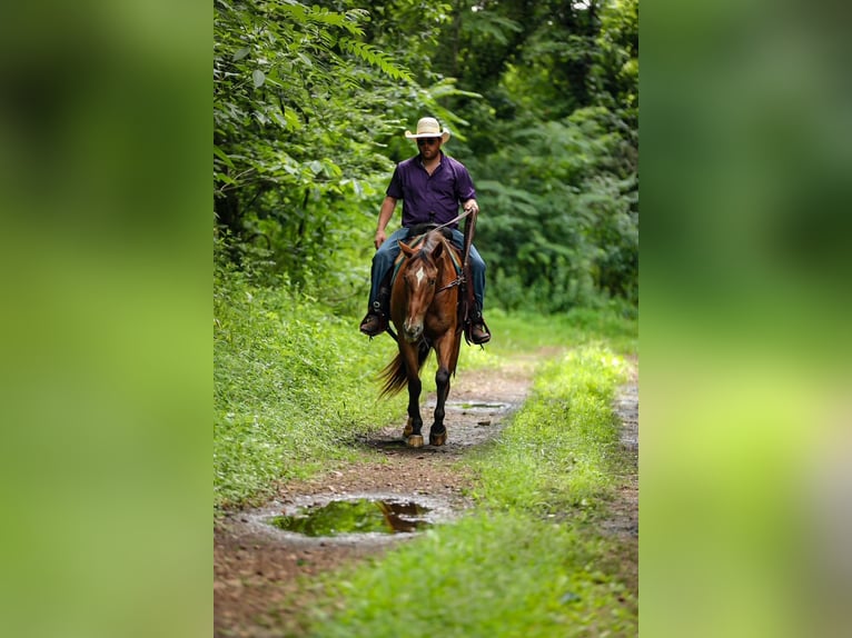 Appaloosa Ruin 7 Jaar 160 cm in Santa Fe, TN