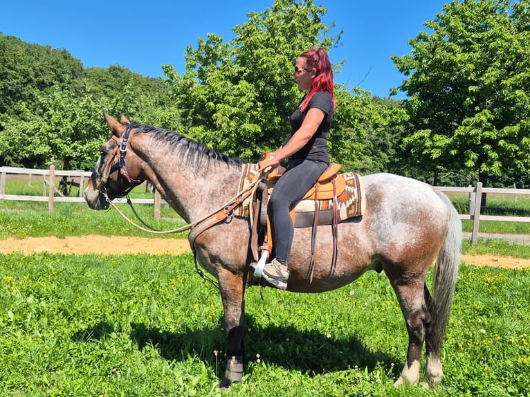 Appaloosa Ruin 7 Jaar 163 cm Appaloosa in Linkenbach