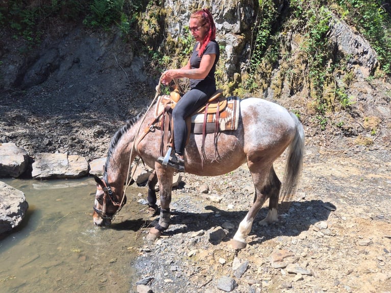 Appaloosa Ruin 7 Jaar 163 cm Appaloosa in Linkenbach