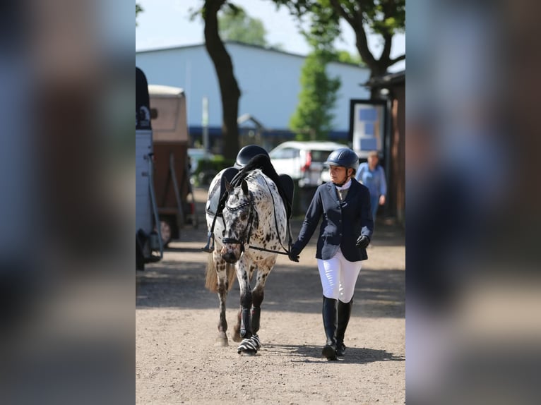 Appaloosa Mix Ruin 7 Jaar Appaloosa in Nuenen