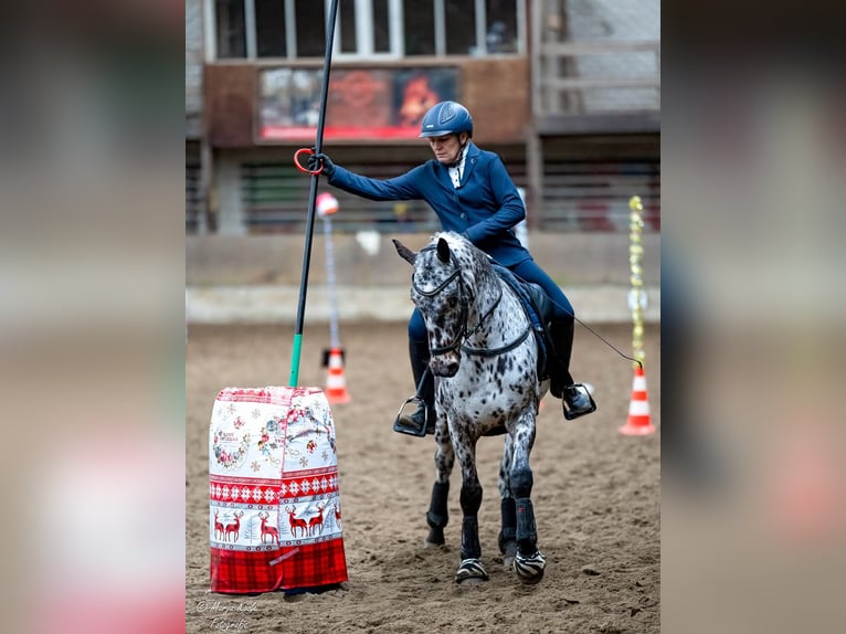 Appaloosa Mix Ruin 7 Jaar Appaloosa in Nuenen