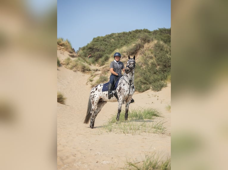 Appaloosa Mix Ruin 7 Jaar Appaloosa in Nuenen