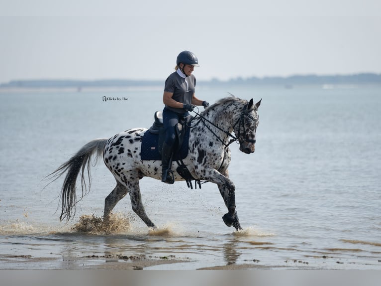 Appaloosa Mix Ruin 7 Jaar Appaloosa in Nuenen
