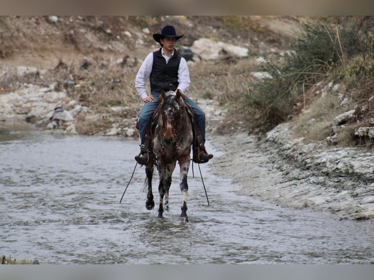 Appaloosa Ruin 7 Jaar Donkere-vos in Fort Worth TX