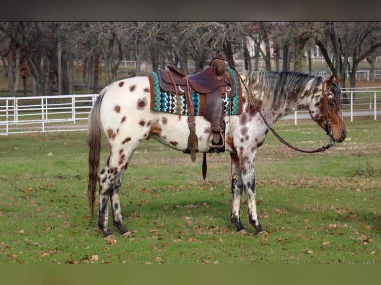 Appaloosa Ruin 7 Jaar Donkere-vos in Fort Worth TX