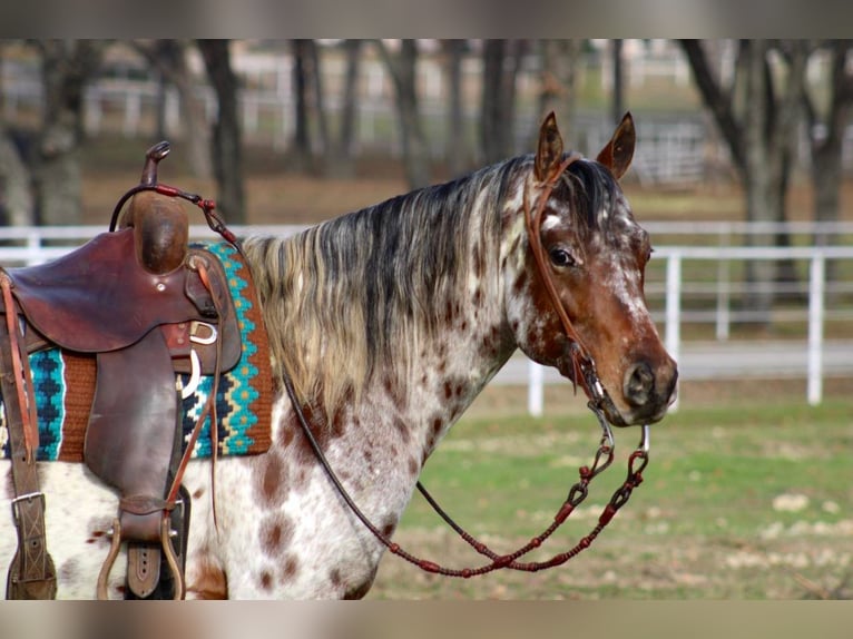 Appaloosa Ruin 7 Jaar Donkere-vos in Fort Worth TX