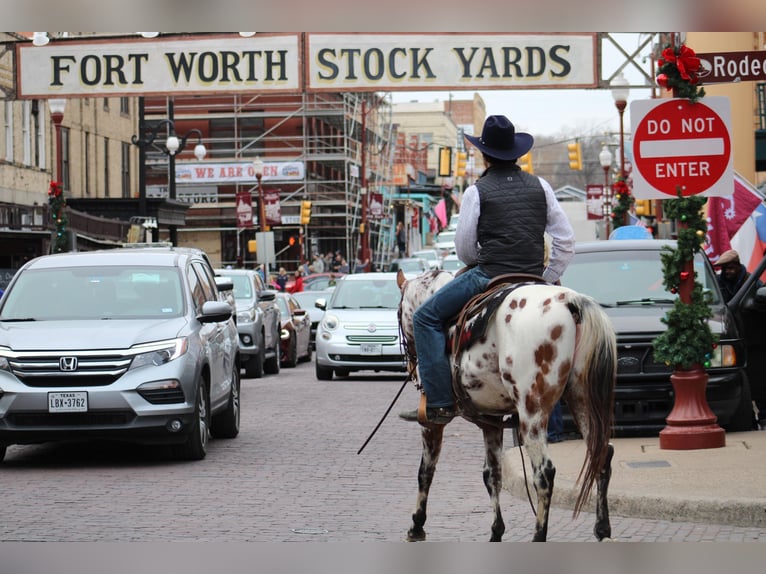 Appaloosa Ruin 7 Jaar Donkere-vos in Fort Worth TX