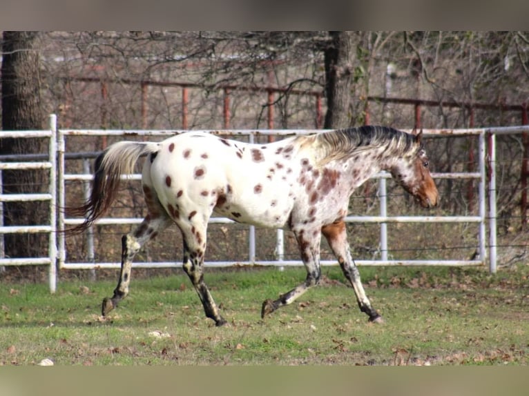 Appaloosa Ruin 7 Jaar Donkere-vos in Fort Worth TX