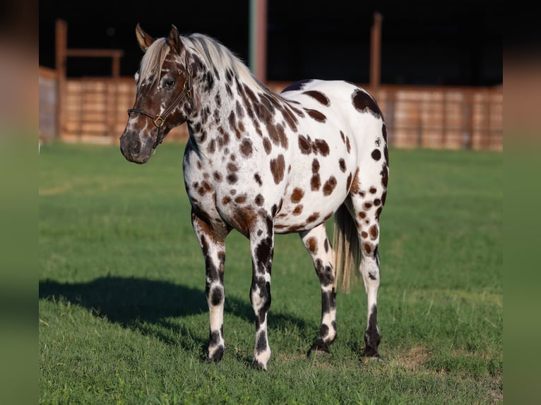 Appaloosa Ruin 7 Jaar Donkere-vos in Stillwater