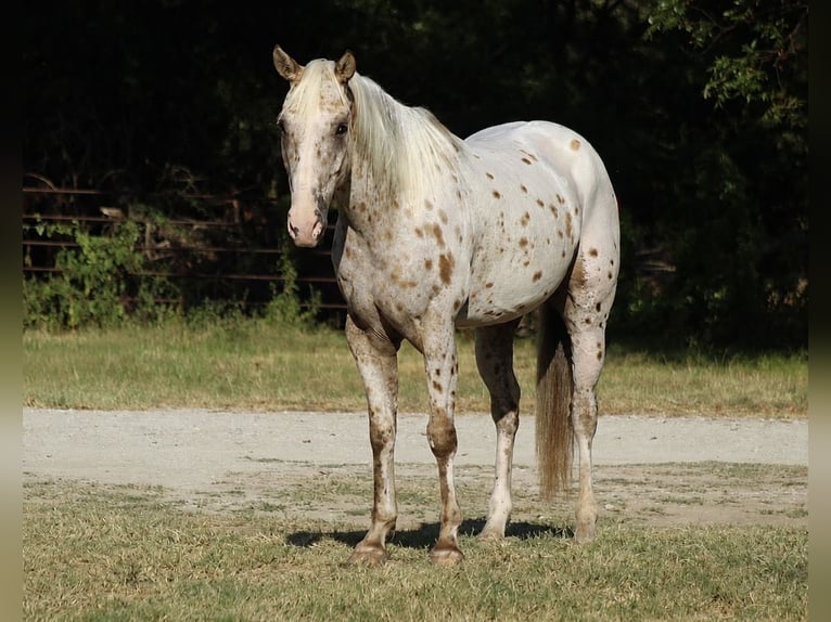 Appaloosa Ruin 7 Jaar Palomino in Whitesboro
