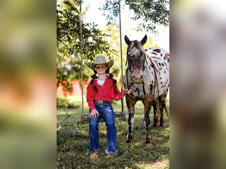 Appaloosa Ruin 8 Jaar 135 cm Donkere-vos in mt hope Al