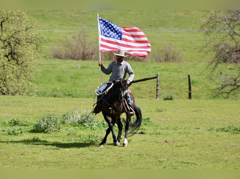 Appaloosa Ruin 8 Jaar 147 cm Roodbruin in Tres Pinos