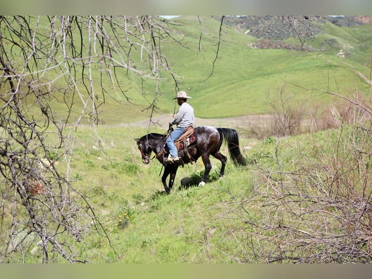 Appaloosa Ruin 8 Jaar 147 cm Roodbruin in Tres Pinos