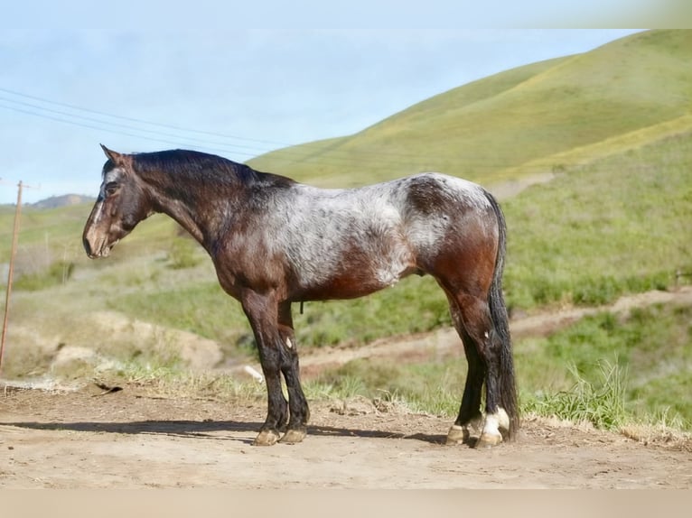 Appaloosa Ruin 8 Jaar 147 cm Roodbruin in Tres Pinos