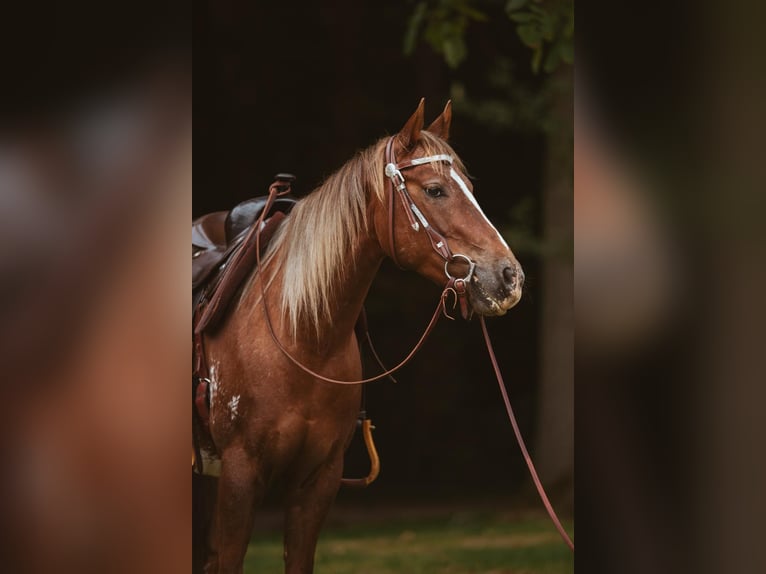 Appaloosa Ruin 8 Jaar 148 cm Brown Falb schimmel in Reken