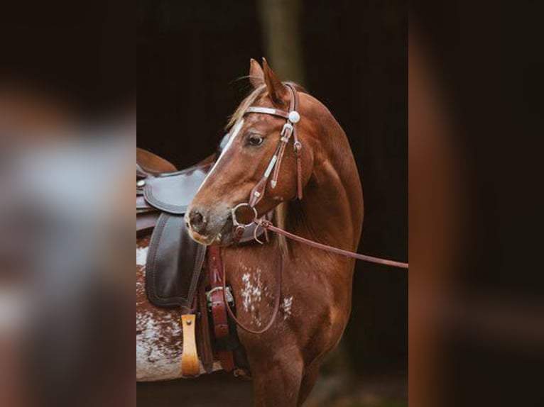 Appaloosa Ruin 8 Jaar 148 cm Brown Falb schimmel in Reken