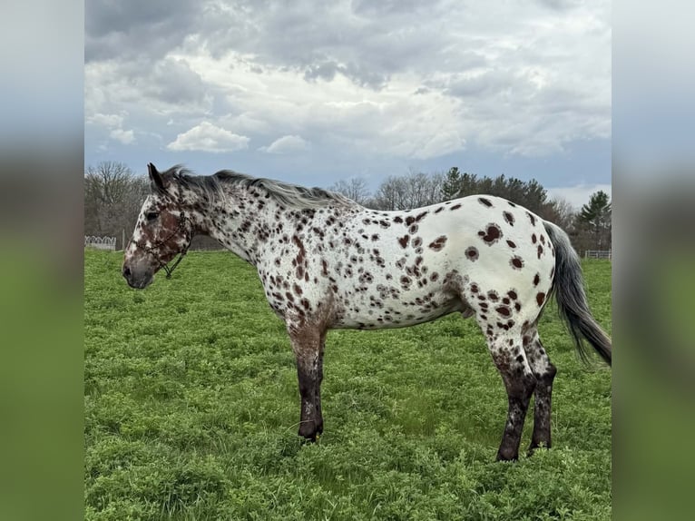 Appaloosa Ruin 8 Jaar 150 cm Appaloosa in Princeville