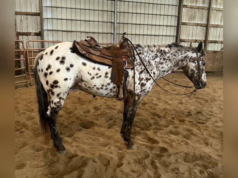 Appaloosa Ruin 8 Jaar 150 cm Appaloosa in Princeville