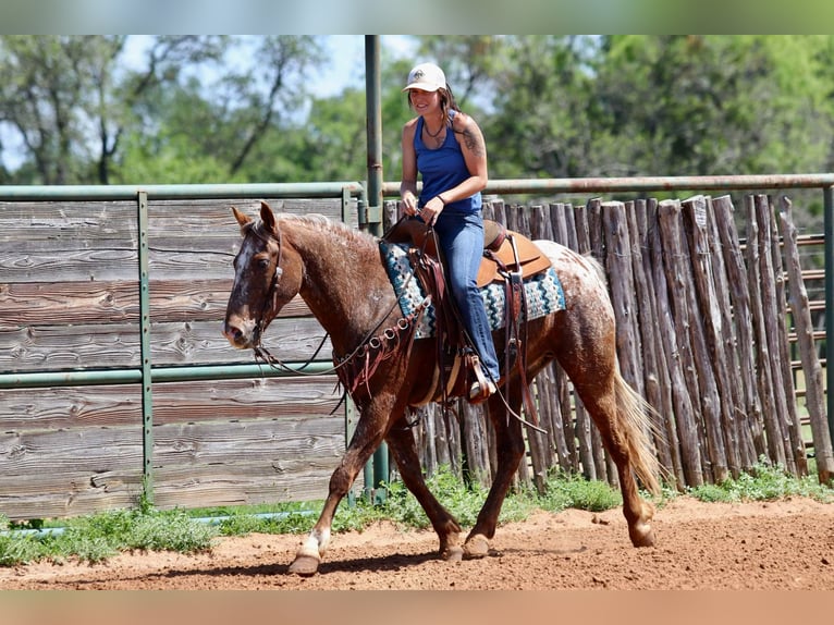 Appaloosa Ruin 8 Jaar 152 cm Donkere-vos in Lipan TX