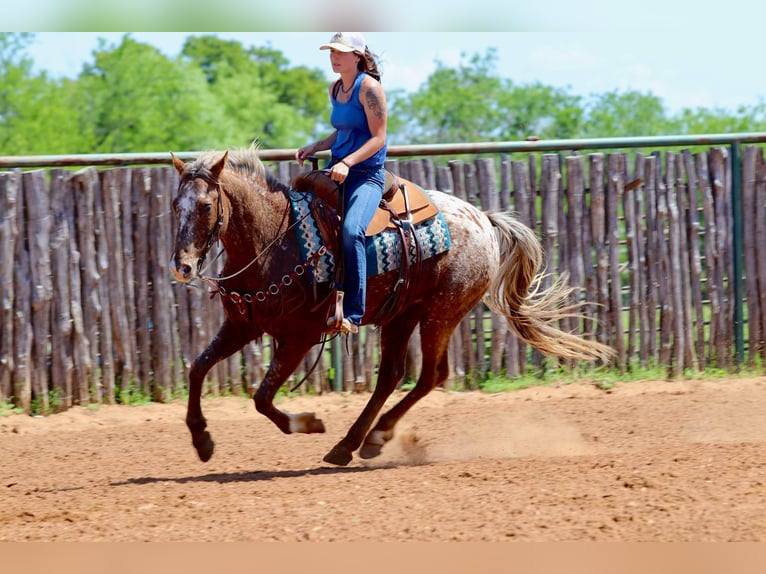 Appaloosa Ruin 8 Jaar 152 cm Donkere-vos in Lipan TX