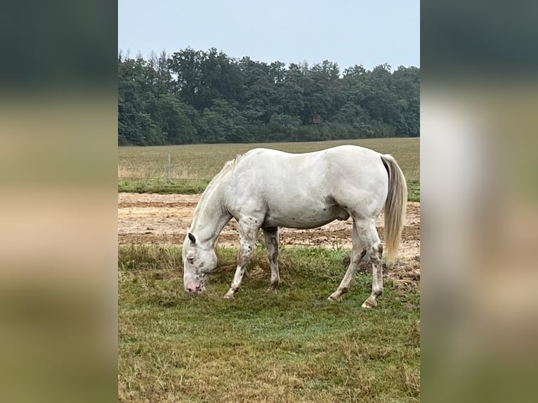 Appaloosa Ruin 8 Jaar 154 cm  in Nalbach
